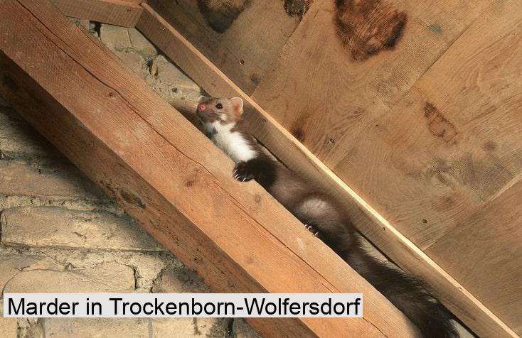 Marder in Trockenborn-Wolfersdorf